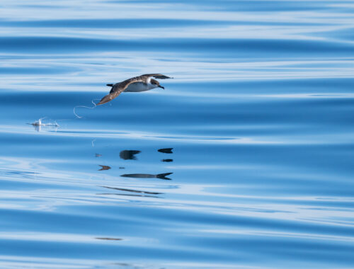 Shearwater smooth water - Josh Clarke-3 kopie